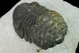 Bargain, Austerops Trilobite - Visible Eye Facets #171546-5